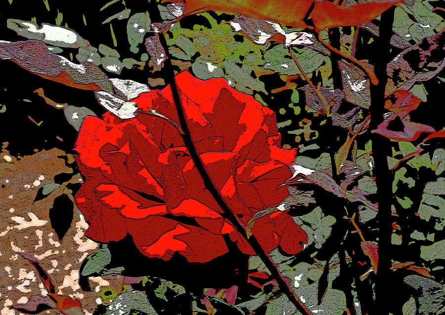 Red Rose Photograph by Gilbert Artiaga