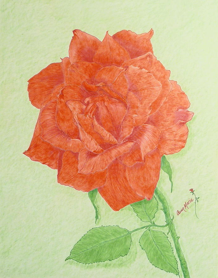 Red Rose Drawing By Gwen Rose