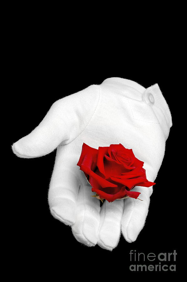 Red rose held in a white glove Photograph by Richard Thomas Fine Art