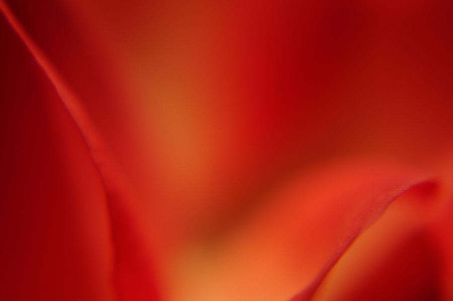 Red Rose Macro Photograph by Pat Exum