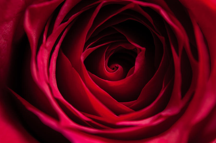 Red Rose Photograph by Matt Malloy