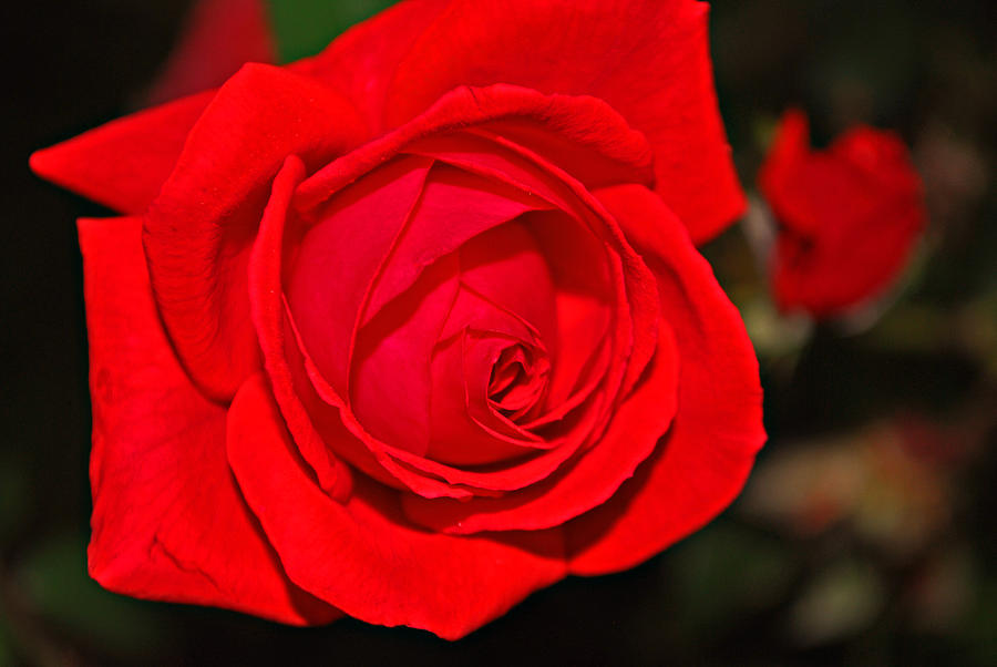 Red Rose Photograph by Michelle Cruz - Fine Art America