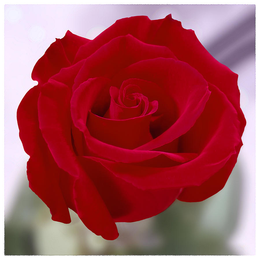 Rose Photograph - Red Rose by Mike McGlothlen
