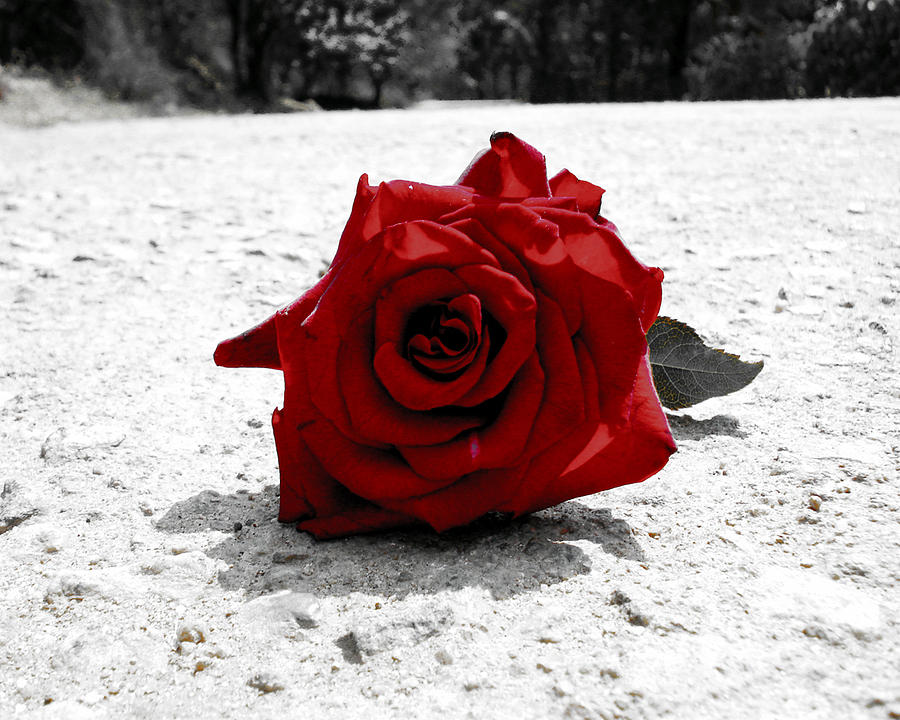 Surrealism Photograph - Red rose on the road by Sumit Mehndiratta