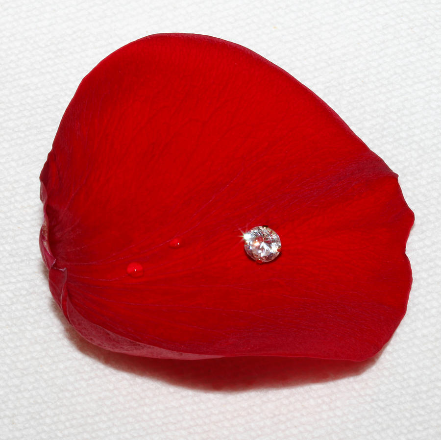 Red Rose Petal With Diamond Photograph by Tracie Schiebel