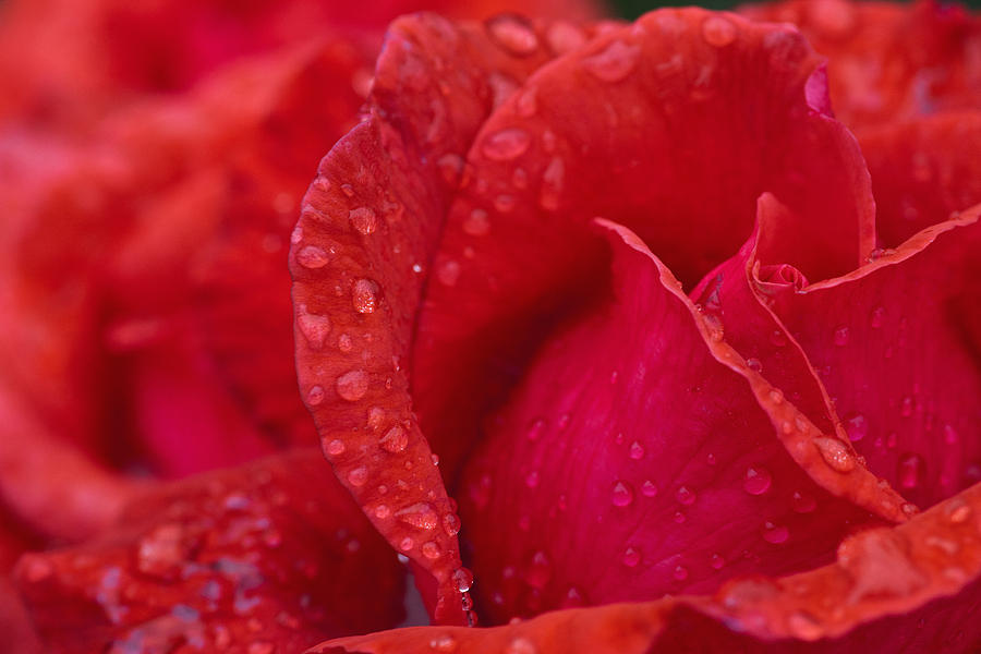Red Rose Petals With Dew Drops Photograph by John Short