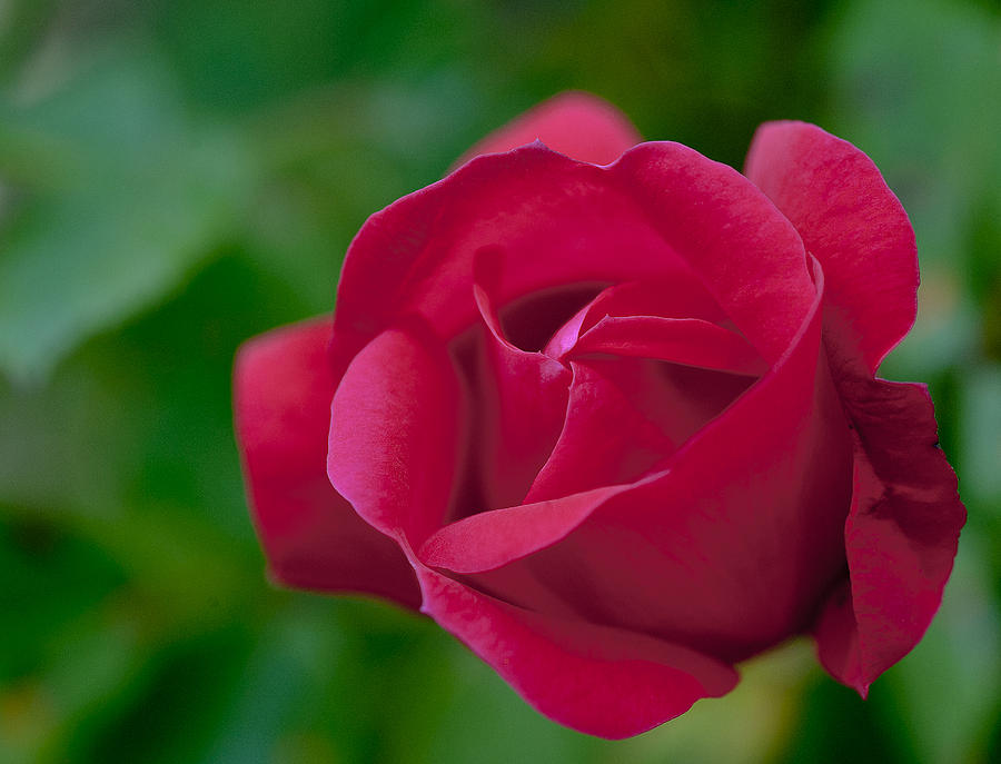Red Rose Photograph by Rick Hartigan