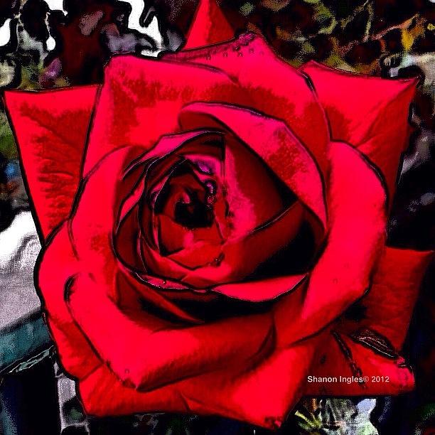 Summer Photograph - Red Rose by Rose Read