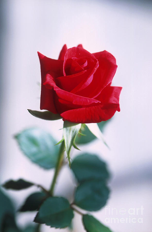 Red Rose Photograph by Science Source