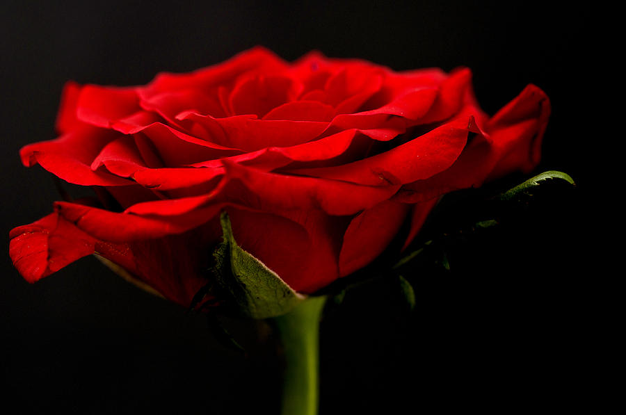 Red Rose Photograph by Steve Purnell