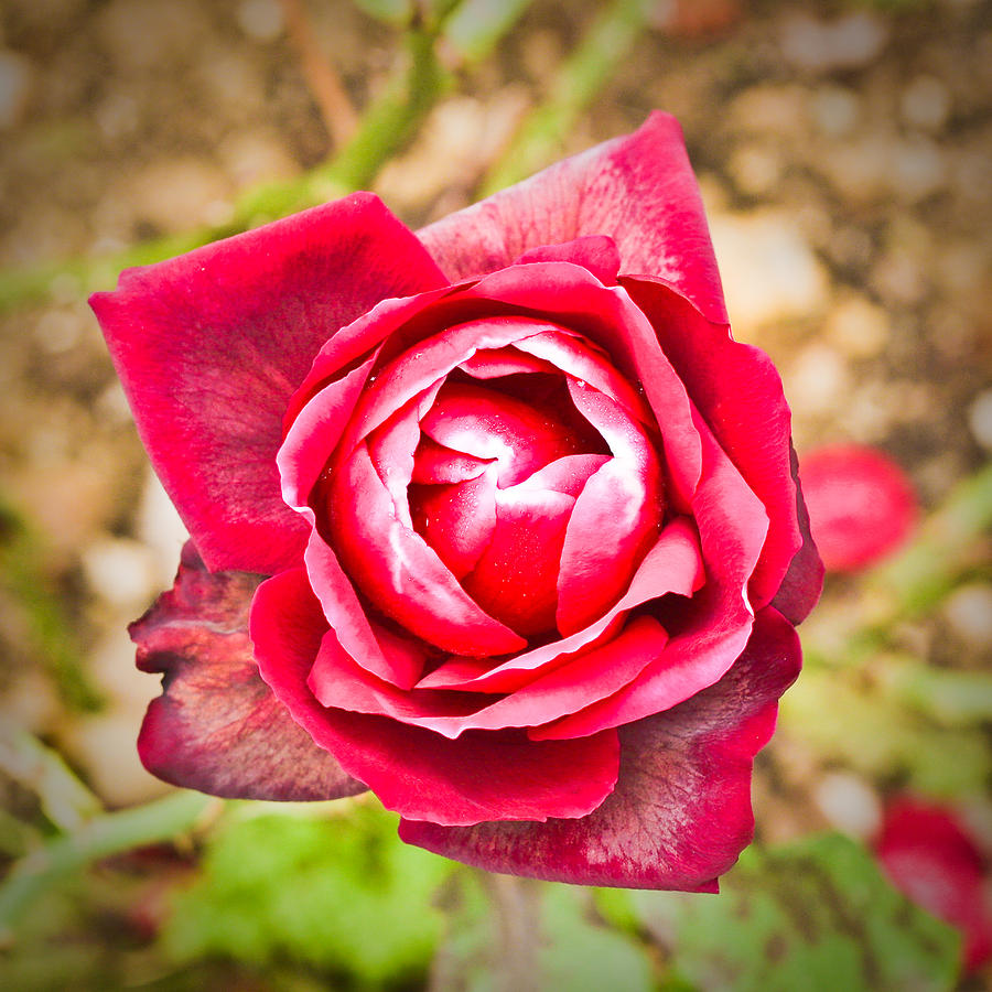 Nature Photograph - Red rose by Tom Gowanlock