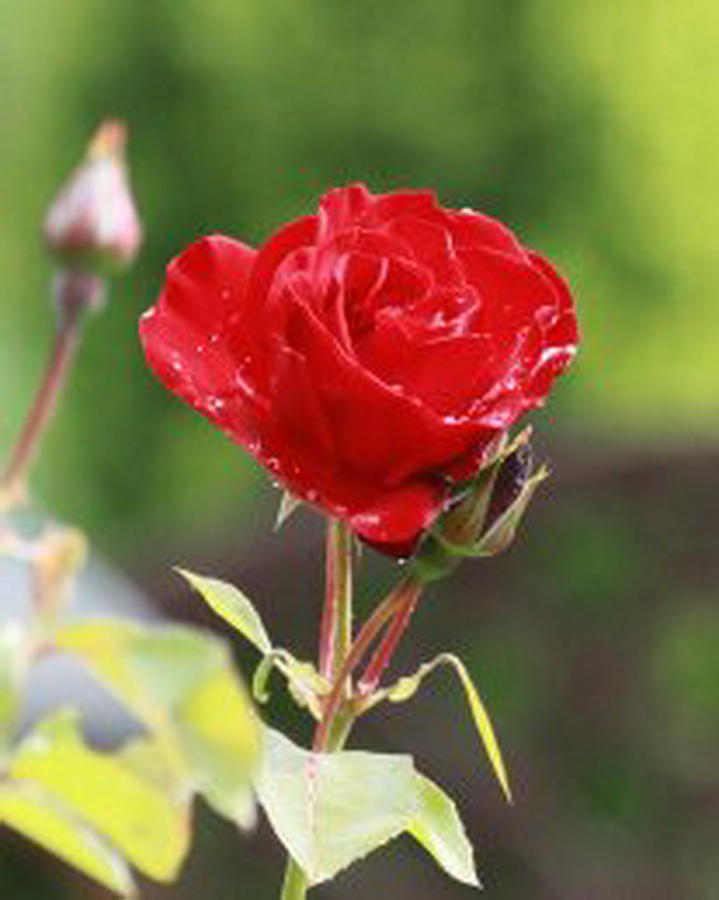 Red Rose with morning dew Photograph by Tom Gallacher - Pixels