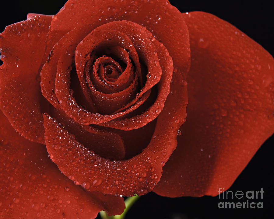 Mac Miller Photograph - Red Rose With Water Drops by M K Miller