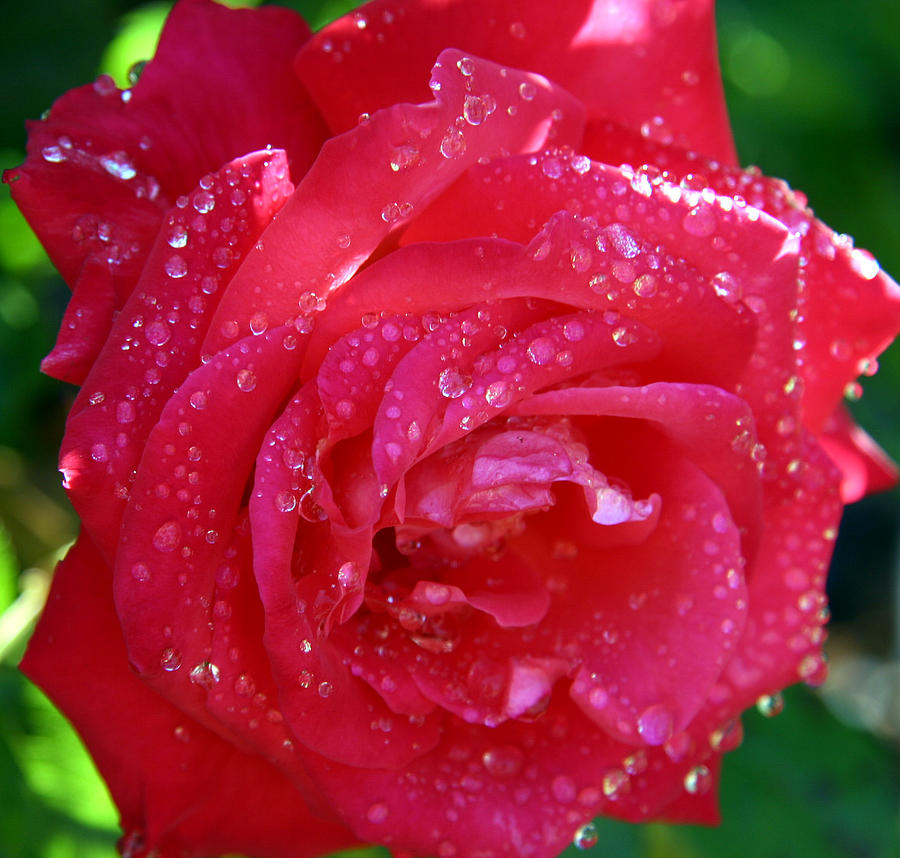 Red Rose With Water Drops Photograph by Staci StClair