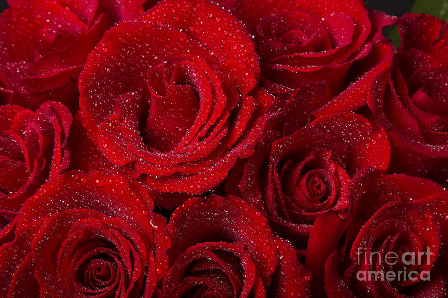 Red Roses and Water Drops Photograph by James BO Insogna