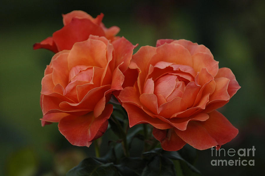 Red Roses  Photograph by Bob Christopher