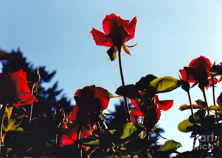 Red Roses Rising Photograph by Barbara Plattenburg