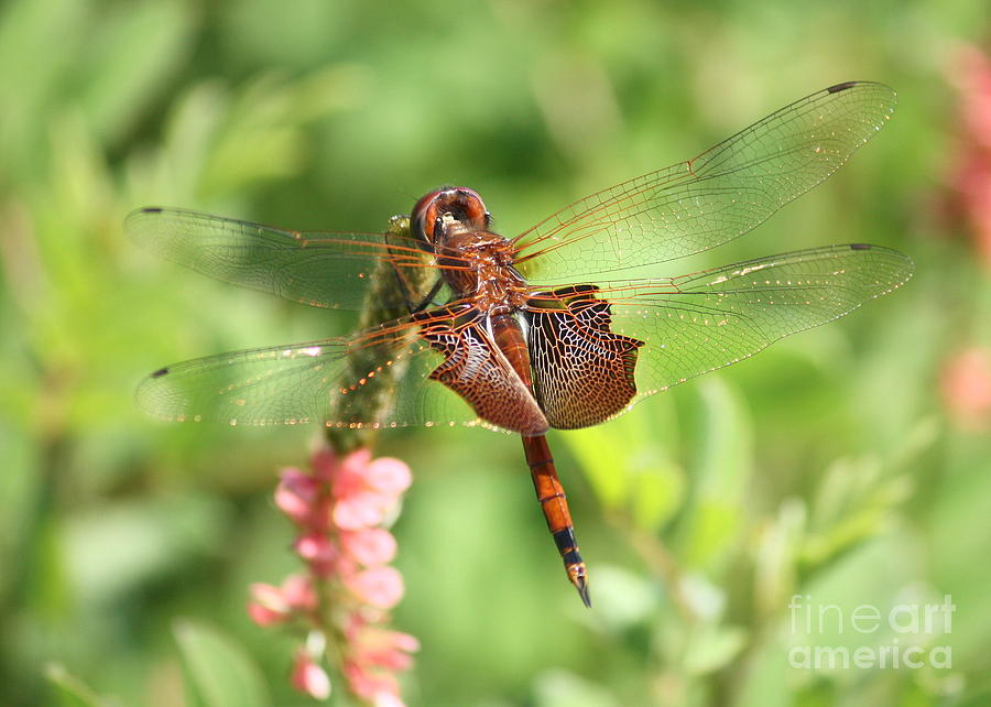 Insects Photograph - Red Saddlebag Dragonfly in the Marsh by Carol Groenen