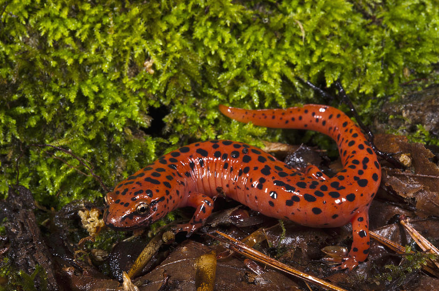 Red Salamander Pseudotriton Ruber Photograph by Pete Oxford