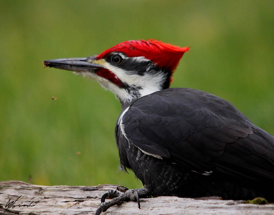 Bird Photograph - Red by Sarah  Lalonde