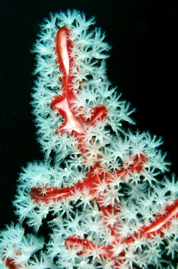 Wildlife Photograph - Red Sea Fan by Louise Murray