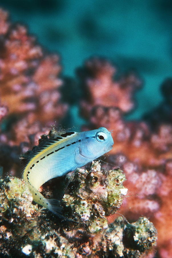 Red Sea Mimic Blenny Photograph by Georgette Douwma - Fine Art America