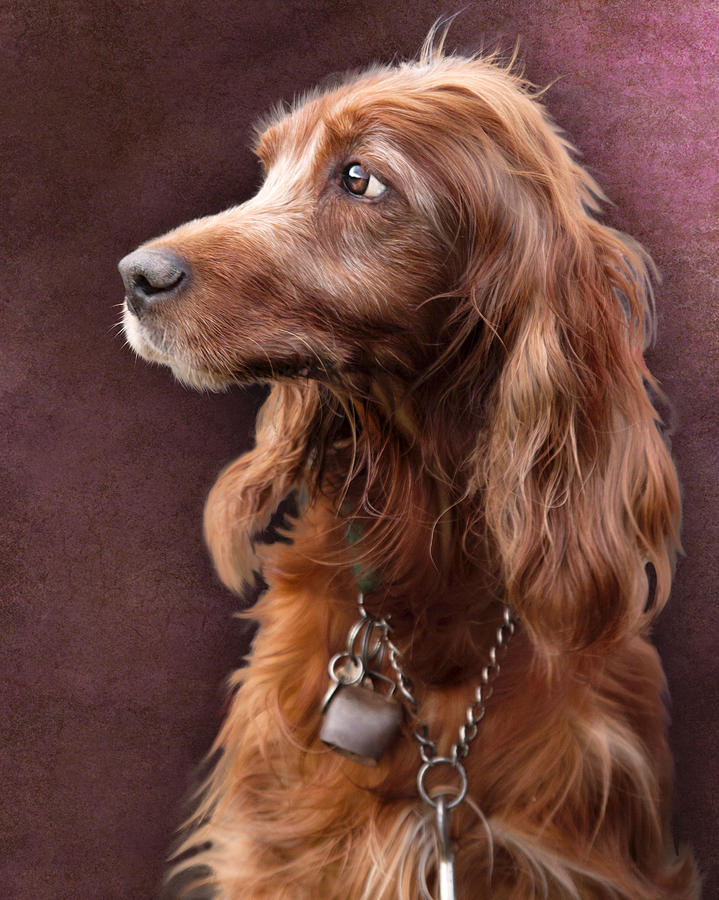 Red Setter Dog Portrait Photograph by Ethiriel Photography