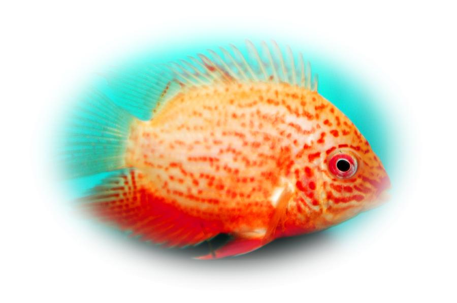 Red Severum Photograph by Gerald Kloss