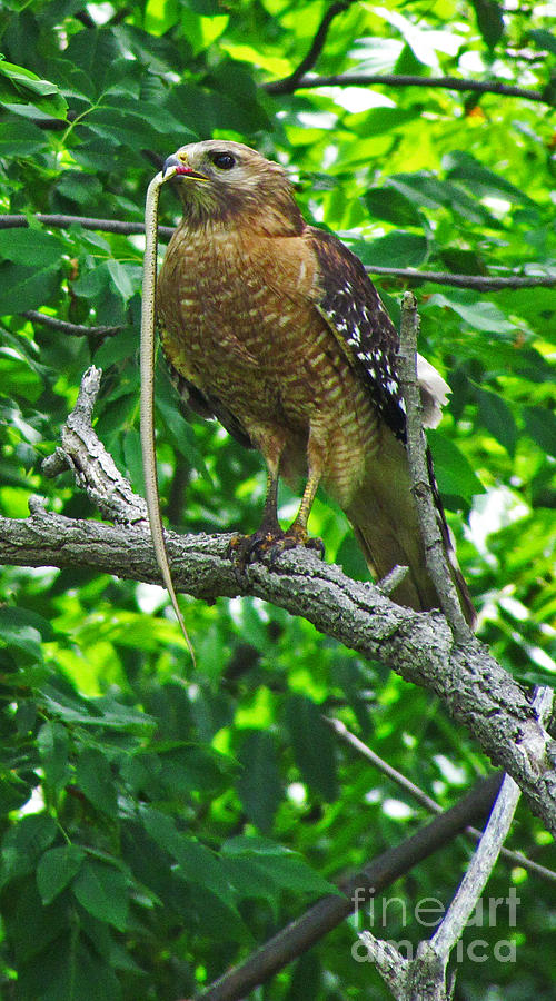 Red Shoulder Hawk Photograph by Deborah Johnson