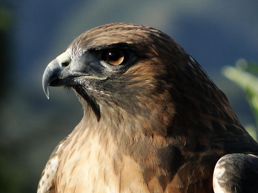 Hawk Photograph - Red Shoulder Hawk by Liz Vernand