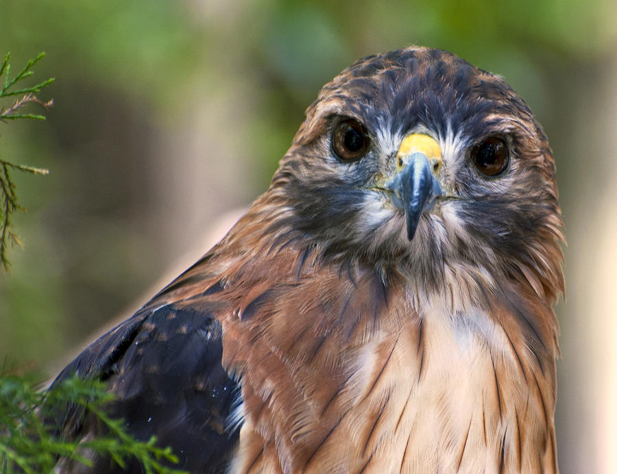 Florida Red Shoulder Hawk  Photograph by Donna Proctor
