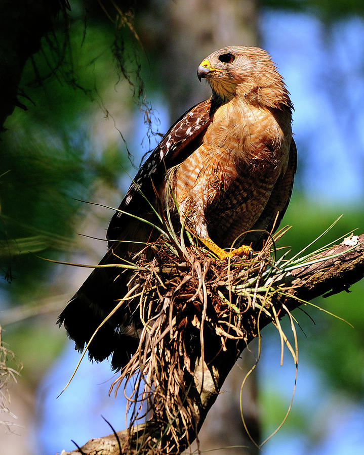 Red-shouldered Hawk Photograph by Bill Dodsworth - Fine Art America