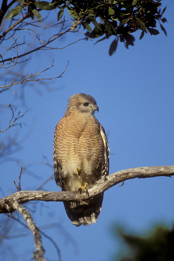 Red-shouldered Hawk Buteo Lineatus Photograph by Konrad Wothe