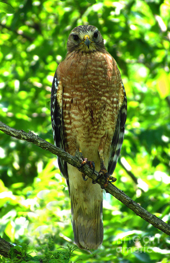 Red-shouldered Hawk Photograph by Deborah Johnson