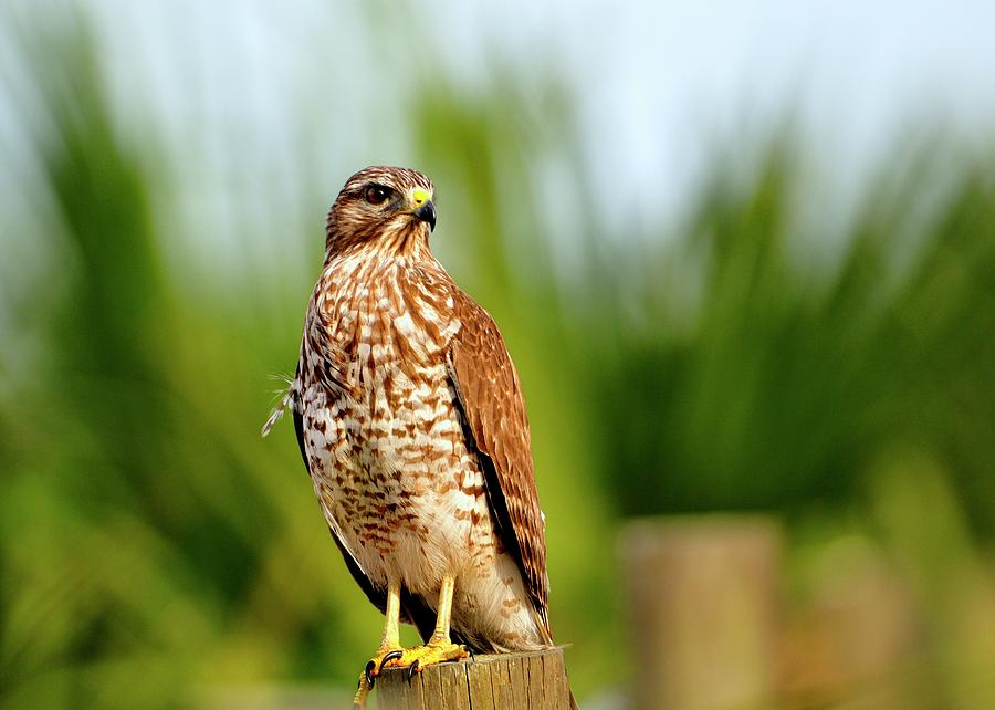 Red shouldered Hawk in the Wetlands Photograph by Bill Dodsworth
