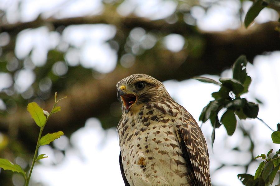 Red Shouldered Hawk Photograph by Jeanne Andrews