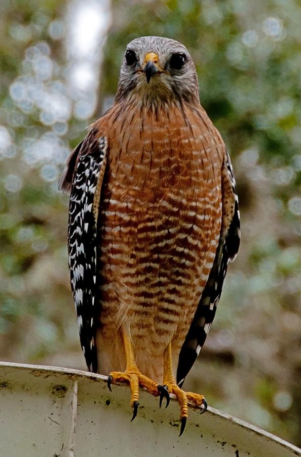 Red Shouldered Hawk Photograph by John Black
