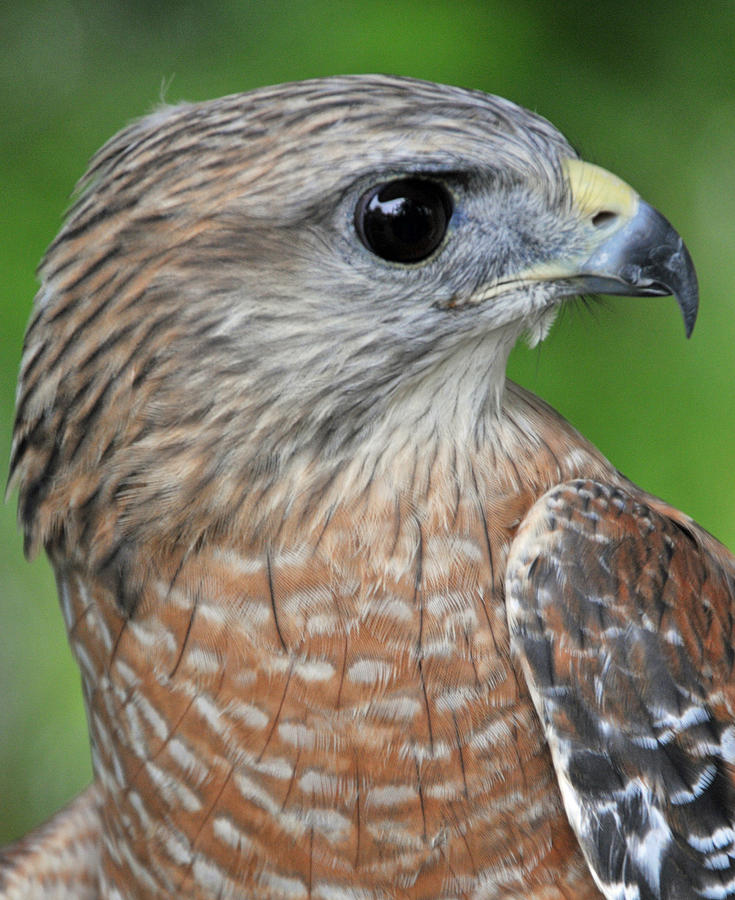 Red shouldered Hawk Photograph by Mike Martin