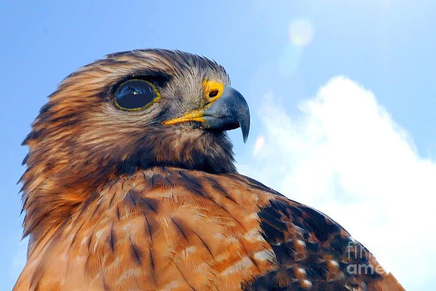 Red Shouldered Hawk portrait Photograph by Dan Friend