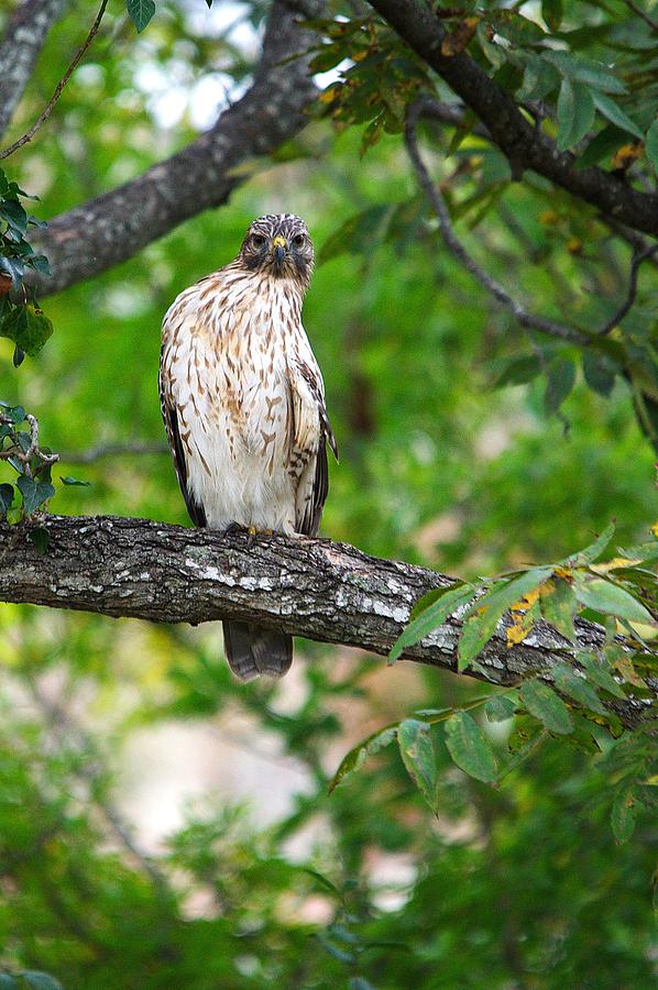 Hawk Photograph - Red Shouldered Hawk Series - The Look by Roy Williams