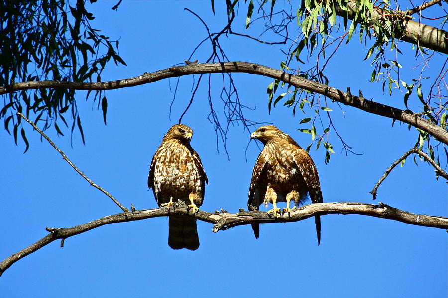Red-Shouldered Hawks Photograph by Diana Hatcher