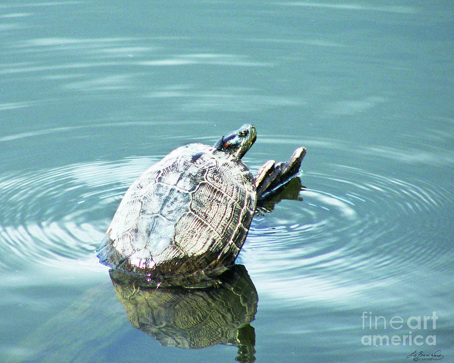 Red Slider Turtle Digital Art by Lizi Beard-Ward