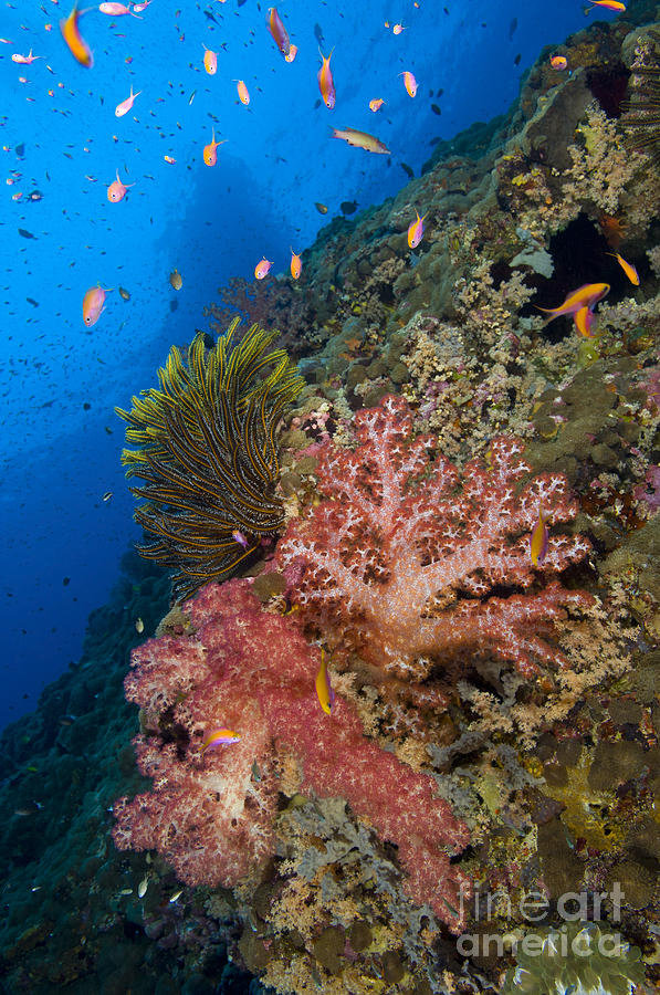 Red Soft Coral With Crinoid And Anthias Photograph by Steve Jones