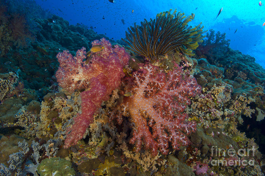 Red Soft Coral With Crinoid, Papua New Photograph by Steve Jones