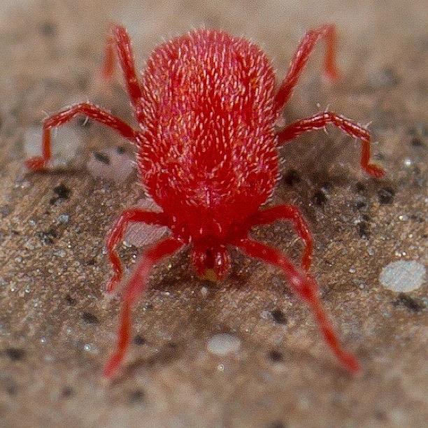 Red Spider Mite.  Heres What Photograph by Jeff Rogerson