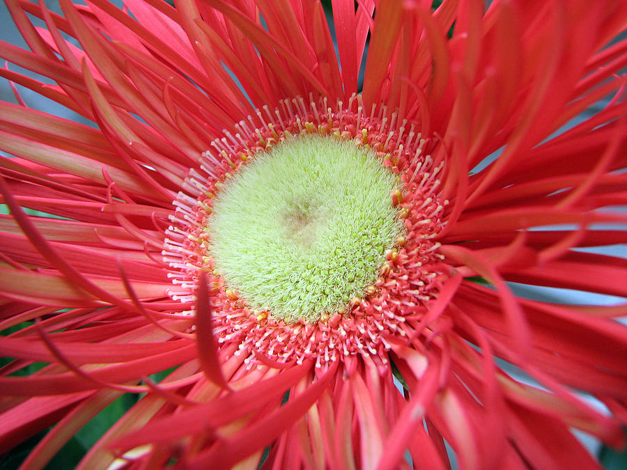 Red Spikey Gerbera Photograph by Chris Anderson