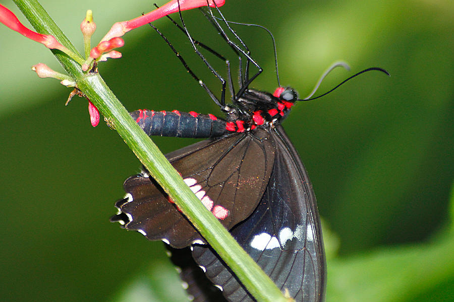 Red Spots tasting Red Nectar Photograph by Scott Hovind
