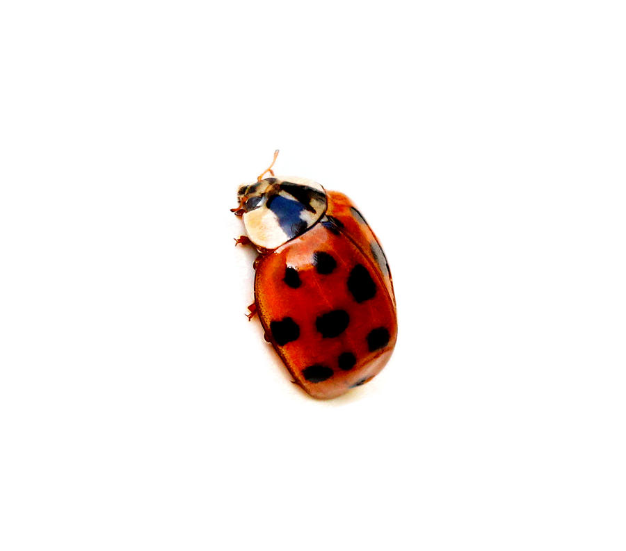 Red Spotted Ladbug White Background Photograph by Tracie Schiebel
