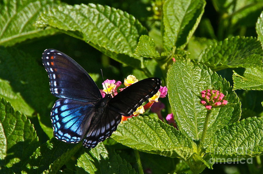 Red Spotted Purple And Lantana Photograph by Byron Varvarigos
