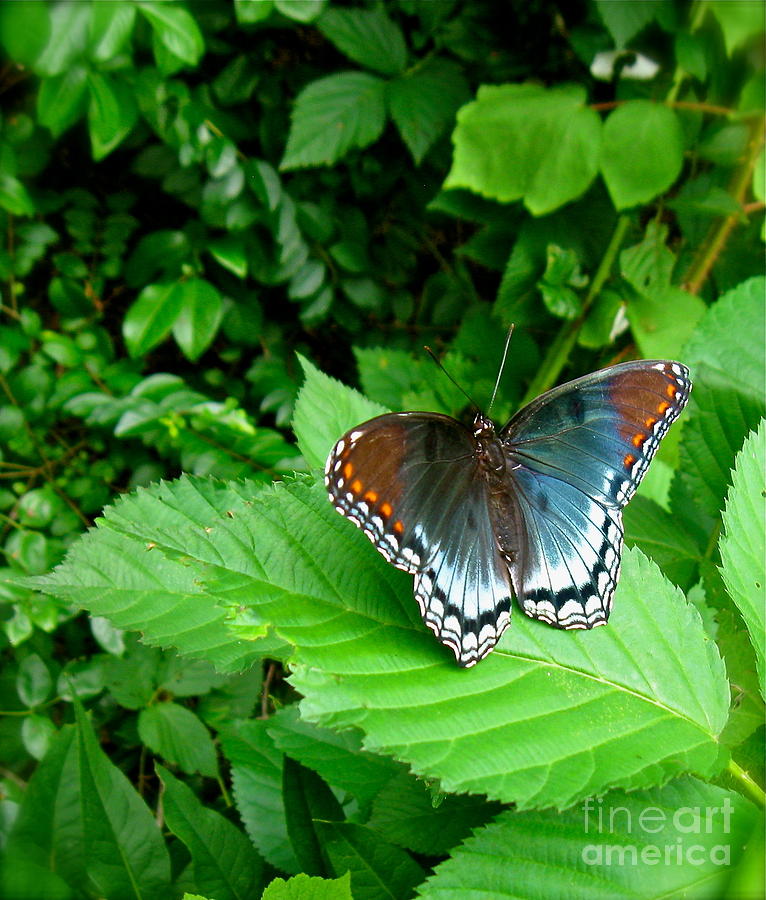Red Spotted Purple Butterfly Photograph by Nancy Patterson